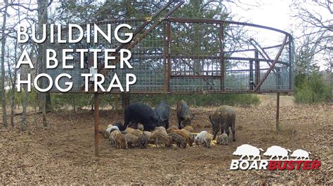 best hog trapping system